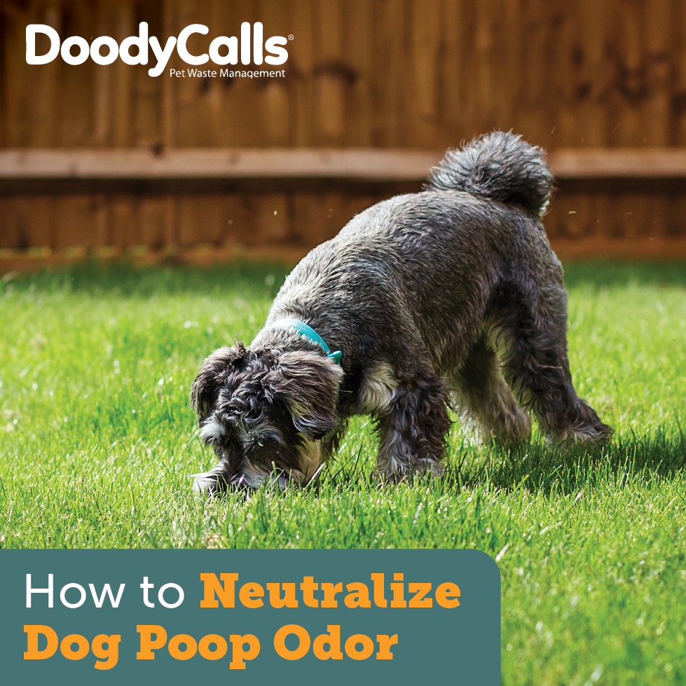 why-does-dog-poop-smell-so-bad-pawsoha